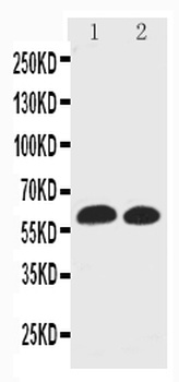 EAAT1/SLC1A3 Rabbit Polyclonal Antibody
