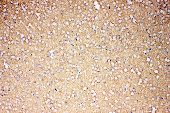 EAAT1/SLC1A3 Rabbit Polyclonal Antibody