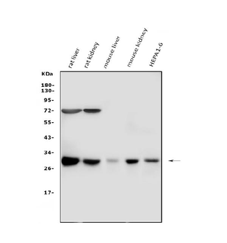 Cathepsin G/CTSG Rabbit Polyclonal Antibody