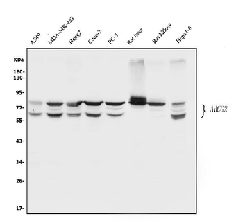 BCRP/ABCG2 Rabbit Polyclonal Antibody
