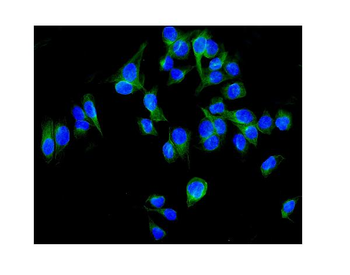 ALDH1L1 Antibody