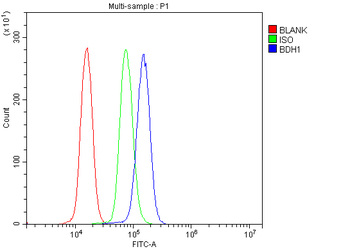 BDH1 Rabbit Polyclonal Antibody