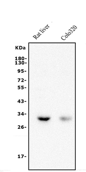 BDH1 Rabbit Polyclonal Antibody