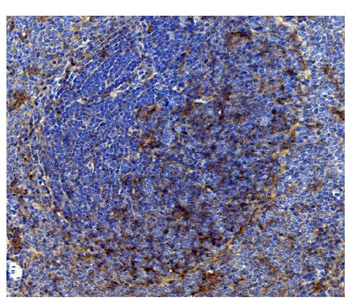 CD82 Rabbit Polyclonal Antibody