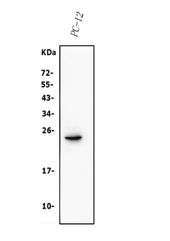 Claudin 3/CLDN3 Rabbit Polyclonal Antibody