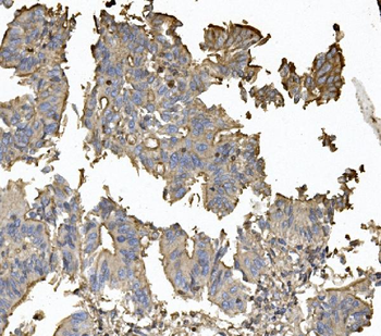 Claudin 5/CLDN5 Rabbit Polyclonal Antibody