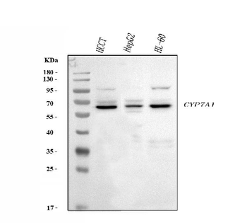 CYP7A1 Rabbit Polyclonal Antibody