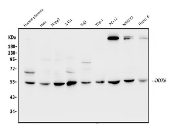 DDX6 Rabbit Polyclonal Antibody