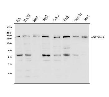 DROSHA Rabbit Polyclonal Antibody