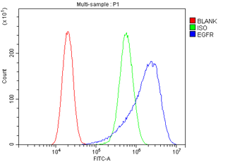 EGFR Rabbit Polyclonal Antibody
