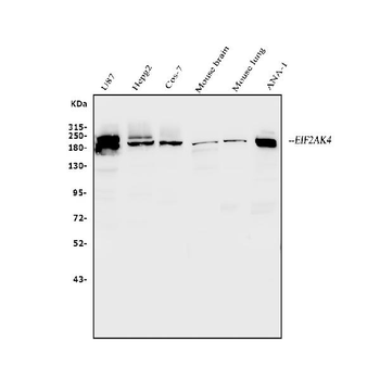 EIF2AK4 Rabbit Polyclonal Antibody