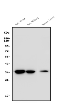 EIF2B1 Antibody