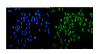 GATA2 Rabbit Polyclonal Antibody