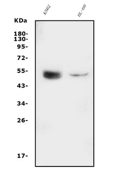 GATA2 Rabbit Polyclonal Antibody