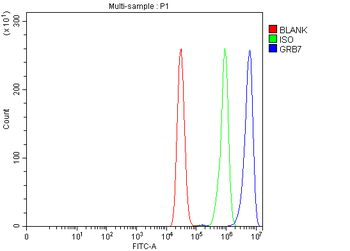 GRB7 Rabbit Polyclonal Antibody