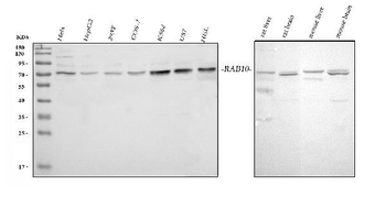GRB10 Antibody