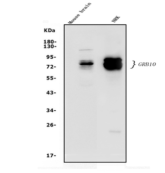 GRB10 Antibody