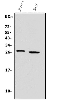 Granzyme A/GZMA Rabbit Polyclonal Antibody