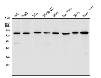 LPP Rabbit Polyclonal Antibody