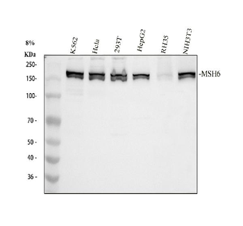 MSH6 Antibody