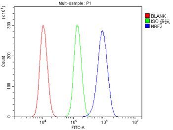 NFE2L2 Rabbit Polyclonal Antibody