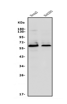 Occludin/OCLN Rabbit Polyclonal Antibody