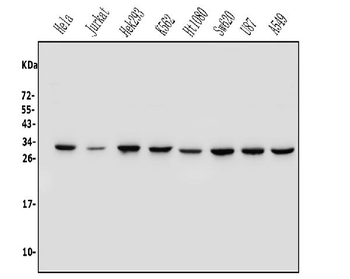 REA/PHB2 Rabbit Polyclonal Antibody