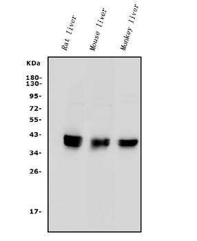 PON1 Rabbit Polyclonal Antibody