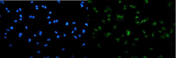 SAMHD1 Rabbit Polyclonal Antibody