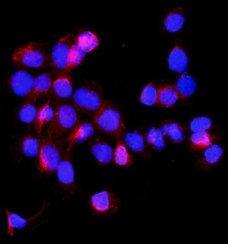 SHMT1 Rabbit Polyclonal Antibody