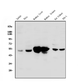 SHMT1 Rabbit Polyclonal Antibody