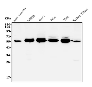 STK3/MST-2/MST Rabbit Polyclonal Antibody