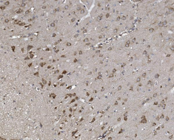 Synaptopodin/SYNPO Rabbit Polyclonal Antibody