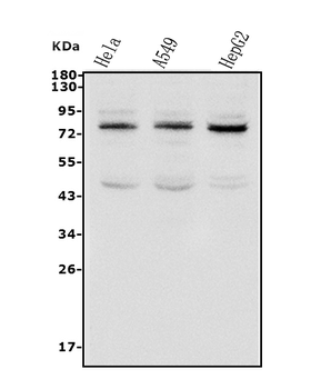 TAB2 Rabbit Polyclonal Antibody