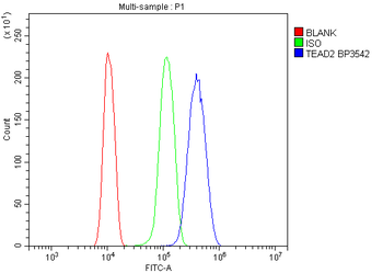 ETF/TEAD2 Rabbit Polyclonal Antibody