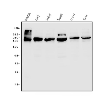 TET1 Rabbit Polyclonal Antibody