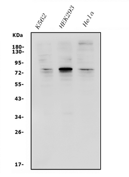 TFEB Rabbit Polyclonal Antibody