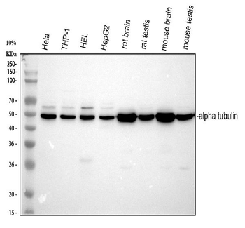 Tubulin alpha Rabbit Polyclonal Antibody