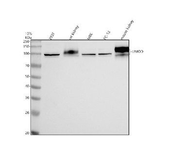 UMOD Antibody