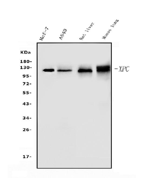 XPC Antibody