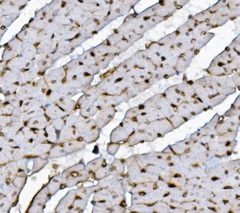 Xrcc4 Rabbit Polyclonal Antibody