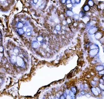 Xrcc4 Rabbit Polyclonal Antibody