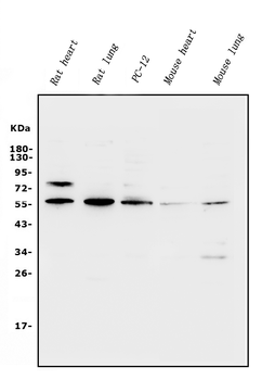 Xrcc4 Rabbit Polyclonal Antibody