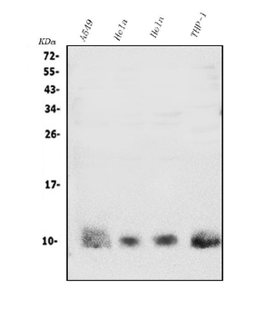 S100A4 Antibody