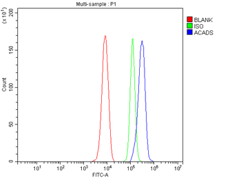 ACADS/SCAD Rabbit Polyclonal Antibody