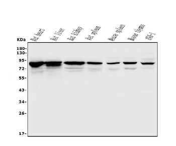 Afm Rabbit Polyclonal Antibody