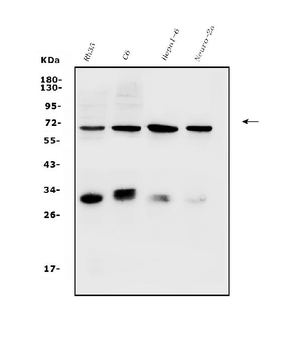 Arsb Rabbit Polyclonal Antibody