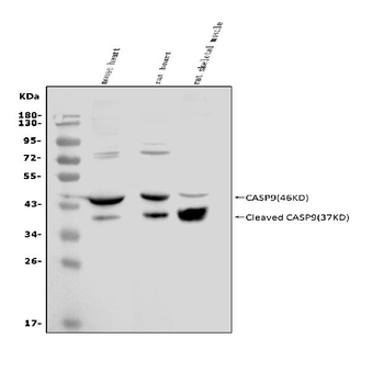 Caspase-9 p35/Casp9 Rabbit Polyclonal Antibody