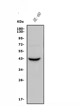 CCR2 Antibody