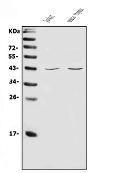 CD48 Rabbit Polyclonal Antibody